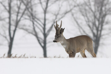 Sarna europejska (Capreolus capreolus) roe deer © Bartosz Rakoczy