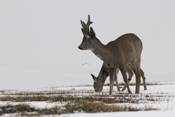 Sarna europejska (Capreolus capreolus) roe deer © Bartosz Rakoczy