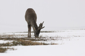 Sarna europejska (Capreolus capreolus) roe deer © Bartosz Rakoczy