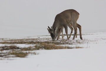 Sarna europejska (Capreolus capreolus) roe deer © Bartosz Rakoczy