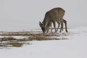  Sarna europejska (Capreolus capreolus) roe deer © Bartosz Rakoczy
