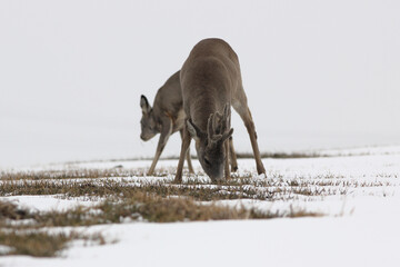 Sarna europejska (Capreolus capreolus) roe deer © Bartosz Rakoczy