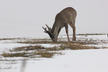 Sarna europejska (Capreolus capreolus) roe deer © Bartosz Rakoczy