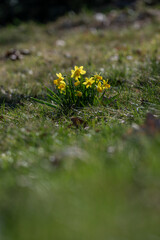 Yellow spring daffodil flowers with an orange center.
