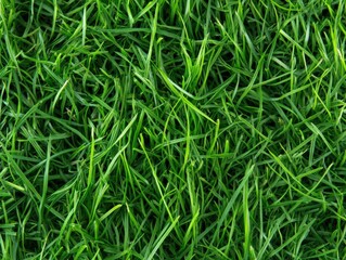 Fresh green grass blades pattern
