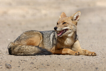 Andean Fox (Lycalopex culpaeus) smiling and looking happy 