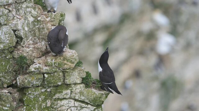 Razorbill, Alca Torda, birds on cliffs, Bempton Cliffs, North Yorkshire, England