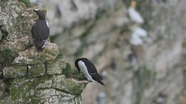 Razorbill, Alca Torda, birds on cliffs, Bempton Cliffs, North Yorkshire, England