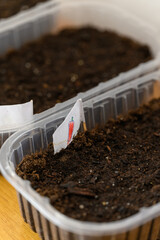 Pepper icon near planting with soil.
