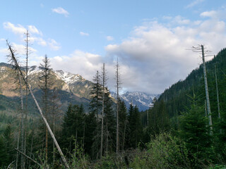 Snow-capped Tatra Mountains loom behind a dense pine forest and sparse trees under a bright spring...
