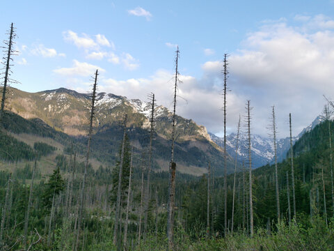 Distant snow-covered Tatra peaks viewed through tall, sparse trees and green forest growth under a bright spring sky near Zakopane, Poland