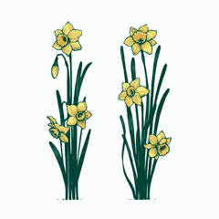 Set of outline Narcissus, doodle spring floral. Hand drawn snowdrop Botanical drawing. Detailed line art illustration. Simple Stylized Art, daffodils flowers. Elegant Black and White blossom.