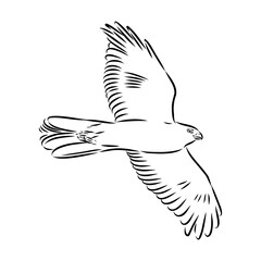 Obraz premium Brown hawk vector sketch Vintage eagle, great design for any purposes.