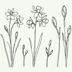 Set of outline Narcissus, doodle spring floral. Hand drawn snowdrop Botanical drawing. Detailed line art illustration. Simple Stylized Art, daffodils flowers. Elegant Black and White blossom.
