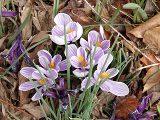 Blooming crocuses on flower bed