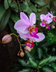 Obraz premium Phalaenopsis pulcherrima or Purple Doritis orchid flower blooming in the garden. A species of&nbsp;orchid&nbsp;found from&nbsp;Hainan&nbsp;Island to western&nbsp;Malesia.