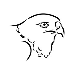 Brown hawk vector sketch Vintage eagle, great design for any purposes.