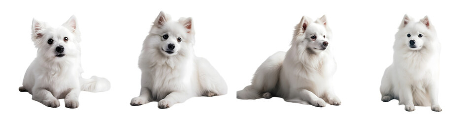 Obraz premium White Fluffy Dog Clipart Set – Cute Samoyed or Spitz Style Dogs (Isolated on Transparent Background)