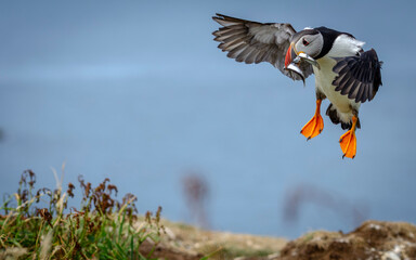 puffin flying with sand eels