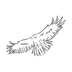 Brown hawk vector sketch Vintage eagle, great design for any purposes.