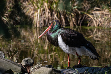 Black stork adult outdoors in nature.
