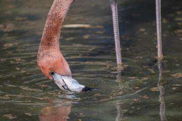A Cuban flamingo is searching for food with its beak submerged.  © lapis2380