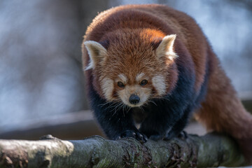Fototapeta premium Red panda walking on a branch outdoors. 