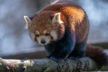 Red panda walking on a branch outdoors.
