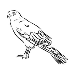 Brown hawk vector sketch Vintage eagle, great design for any purposes.