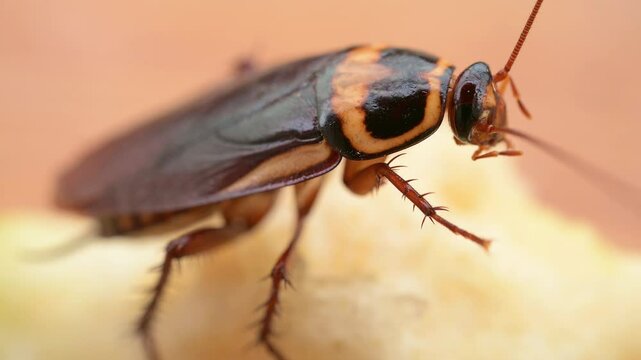 close-up of a cockroach cleaning its jaw