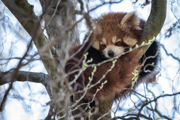 A red panda rests in the crown of a tree.
