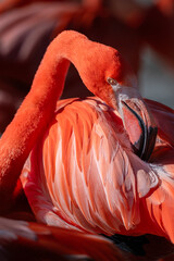 A Cuban flamingo preens its feathers.  © lapis2380