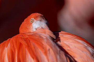 A Cuban flamingo rests with its head in its feathers.
