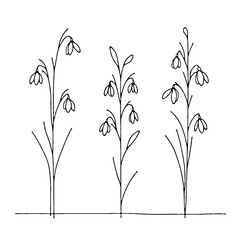 Set of outline snowdrops, leaves, doodle floral pattern. Hand drawn spring Botanical drawing. Detailed line art bluebell illustration. Simple Stylized, minimalist flowers. Elegant Black and White 
