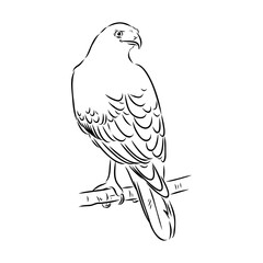 Brown hawk vector sketch Vintage eagle, great design for any purposes.