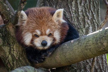 A red panda rests on a branch near a tree trunk.
