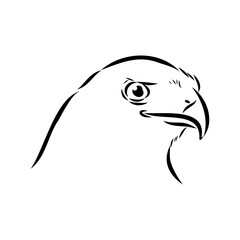 Brown hawk vector sketch Vintage eagle, great design for any purposes.