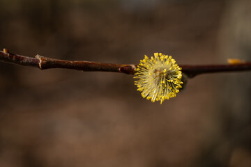 Tiny pollen particles on a willow flower.  © lapis2380