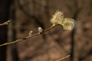 Tiny pollen particles on a willow flower.
