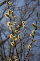 Tiny pollen particles on a willow flower.
