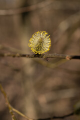 Tiny pollen particles on a willow flower.  © lapis2380