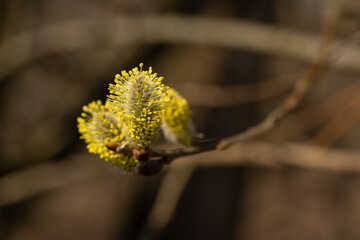 Tiny pollen particles on a willow flower.  © lapis2380