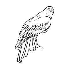 Brown hawk vector sketch Vintage eagle, great design for any purposes.