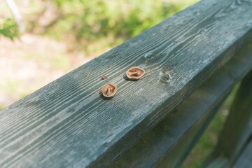 欄干の上に置かれたリス用の餌のオニグルミ
