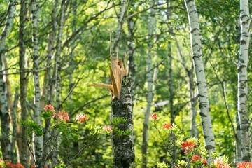 ポッキリと折れた白樺の木
