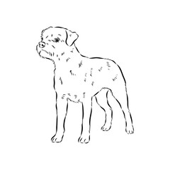 Obraz premium Border Terrier, dog head, vector illustration, black color, vector image