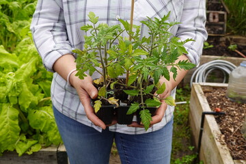 Fototapeta premium farmer's hands holding tomato seedlings ready for planting in the vegetable garden