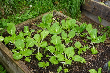 Bok choy growing in raised garden bed