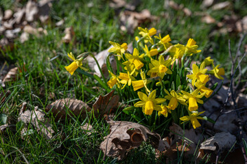 Yellow daffodil flowers on a plant in the lawn.
