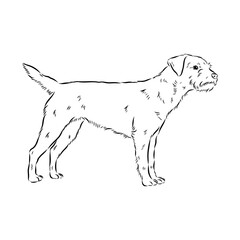 Border Terrier, dog head, vector illustration, black color, vector image